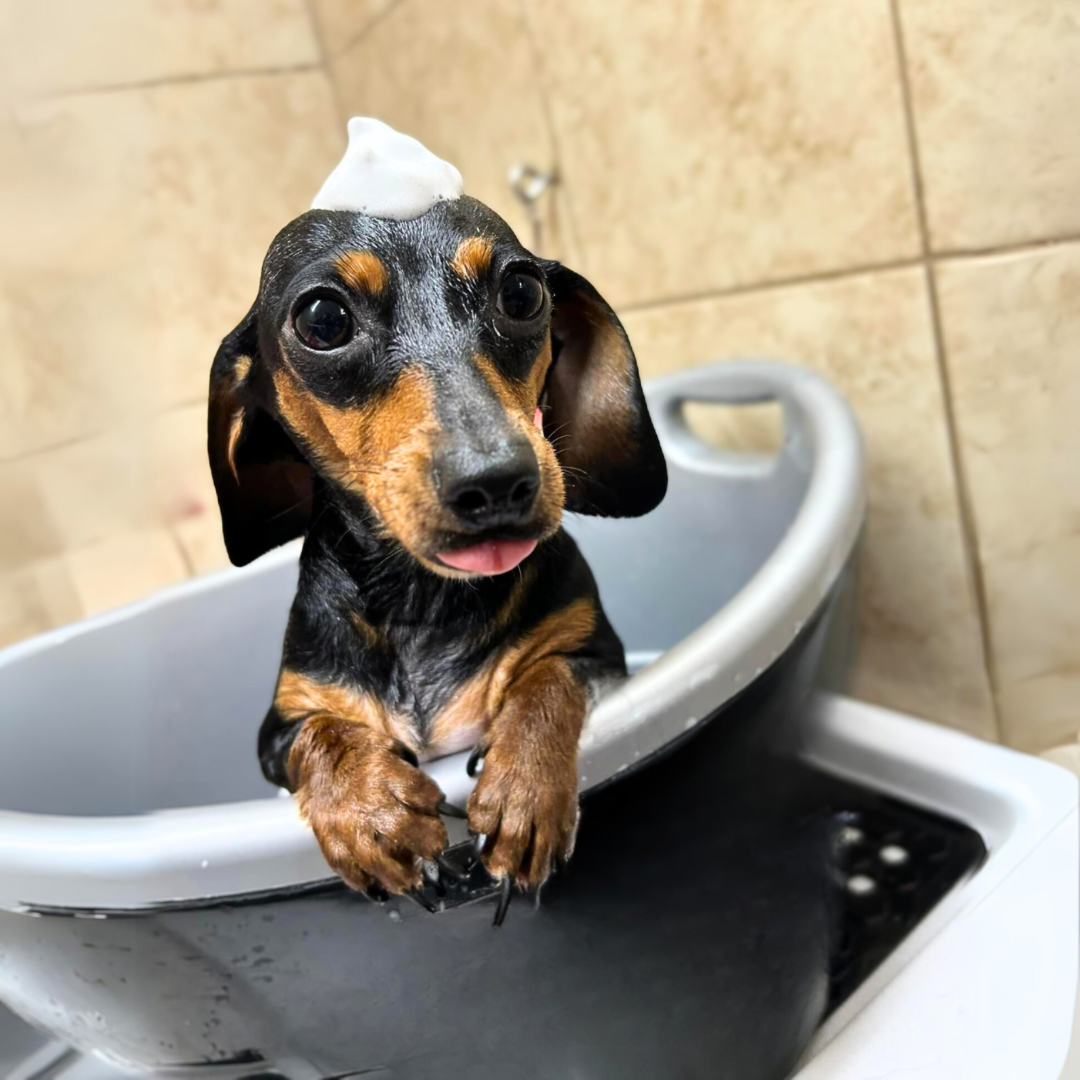 Services & Packages-1 | La Bella Pet Spa